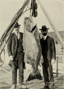 14778661415_98f3a635e5_z